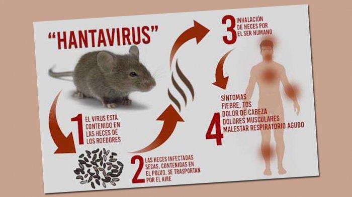 Wabah Hantavirus di Indonesia: 8 Kasus Terdeteksi di Berbagai Wilayah