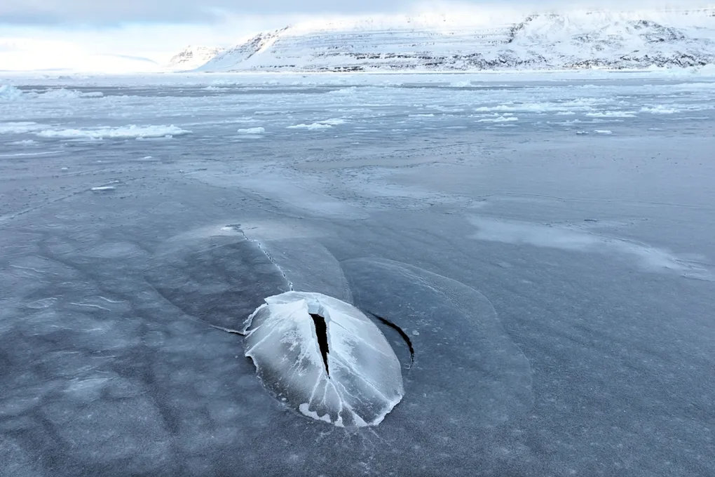 Drone Rekam Momen Langka Paus Bowhead Membelah Es Tebal di Teluk Disko, Greenland