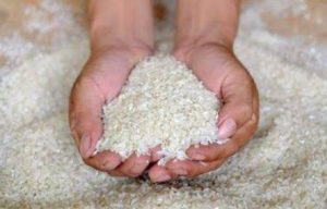 Harga Beras Tinggi di Tengah Turunnya Harga Gabah