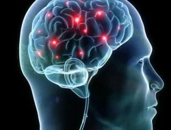 Penemuan Baru: Otak Visual Menyimpan Peta Sentuhan Tersembunyi, Memperluas Pemahaman Indra Manusia