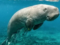 Fenomena Langka: Kawanan Puluhan Dugong dan Paus Orca Muncul di Perairan Maluku