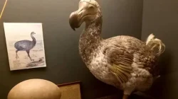 Terobosan Genetik: Ilmuwan Texas Siap ‘Hidupkan Kembali’ Burung Dodo yang Punah 300 Tahun Lalu