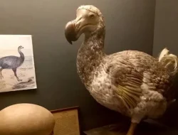 Terobosan Genetik: Ilmuwan Texas Siap ‘Hidupkan Kembali’ Burung Dodo yang Punah 300 Tahun Lalu