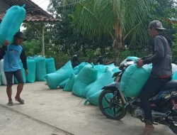 Musim Panen Datang Membawa Berkah, Petani Gantar Sambut dengan Penuh Syukur