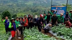 Trisinergi Edamame: Strategi Ketahanan Pangan dan Pemberdayaan Ekonomi Desa Cikarag